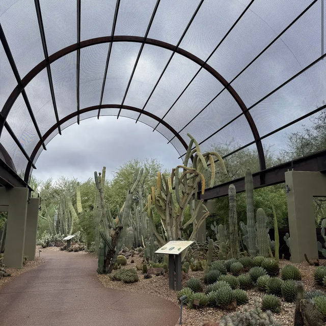 Desert Botanical Garden