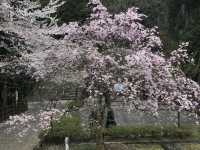 【福井・花筐公園🌸】春は桜の名所！紅葉も美しい越前市の癒しスポット