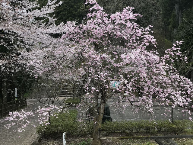 【福井・花筐公園🌸】春は桜の名所！紅葉も美しい越前市の癒しスポット