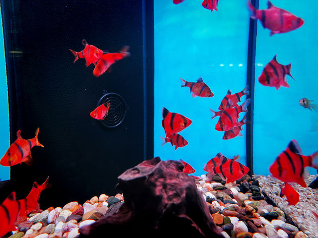 Chew Thean Yeang Aquatic & Pet – One-Stop Pet & Aquarium Store at Sunshine Central Chew Thean Yeang Aquatic & Pet – One-Stop Pet & Aquarium Store at Sunshine Central