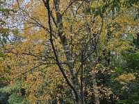 Brooklyn Botanic Garden