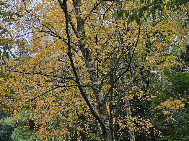 Brooklyn Botanic Garden