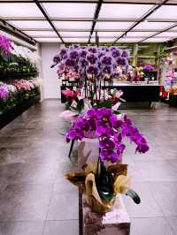 Beautiful Orchid Culture Store: Must-Visit Paradise for Orchid Lovers