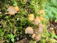 Forest Bathing at Doi Inthanon: Chill Vibes + Epic Scenery