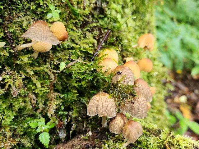 Forest Bathing at Doi Inthanon: Chill Vibes + Epic Scenery