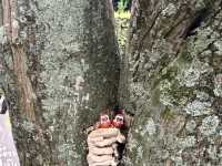 Osaka Day Trip: Mountain Temple & Waterfall Escape! ⛰️💦