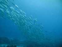 Tubbataha Reef - Tubbataha dream