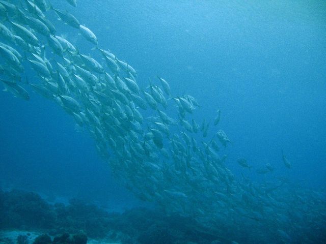 Tubbataha Reef - Tubbataha dream