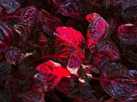 ⛅️清境天空步道：漫步在雲端的輕旅行