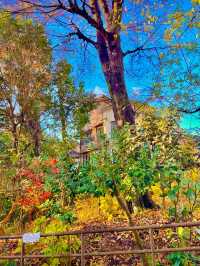 🍁 도쿄의 가을을 담은 이노카시라 시공원 산책 🇯🇵🍂