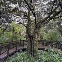 Bijarim Forest 비자림