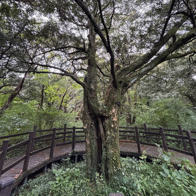 Bijarim Forest 비자림