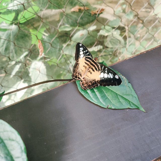 เที่ยว Butterfly Creek มุมธรรมชาติในโอ๊คแลนด์ เที่ยว Butterfly Creek มุมธรรมชาติในโอ๊คแลนด์