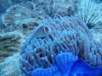 ดำน้ำลึกระยองกับ The Toy Dive Center