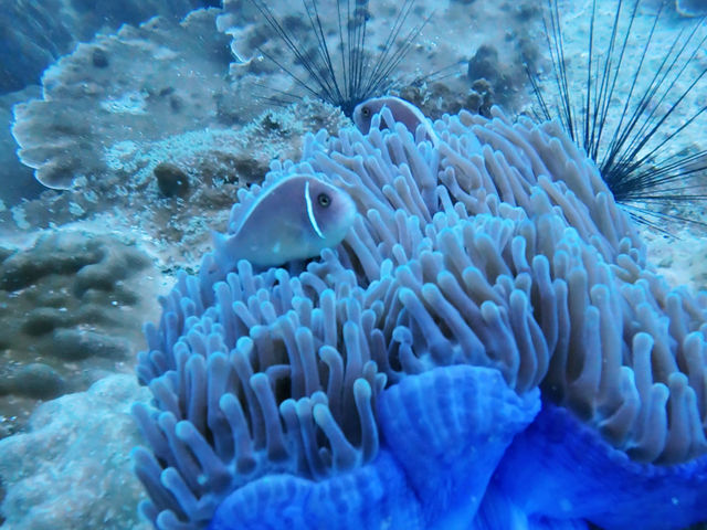 ดำน้ำลึกระยองกับ The Toy Dive Center ดำน้ำลึกระยองกับ The Toy Dive Center