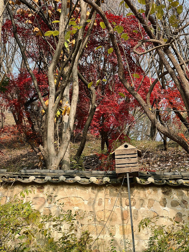 Fall for Korean Folk Village 🍂🎭