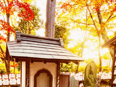 Whispering Maples Among Beckoning Ceramic Cats | Trip.com Tokyo