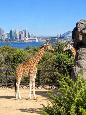 Kebun Binatang Taronga 🐨🦘 Kebun binatang kelas dunia di tepi pelabuhan dengan pemandangan menakjubkan di Sydney 🇦🇺

Mari jelajahi Kebun Binatang Taronga Sydney, kebun binatang terkenal di Australia yang menawarkan lebih dari sekadar hewan-hewan menggemaskan; kebun binatang ini juga memiliki pemandangan Pelabuhan Sydney yang sangat indah. 🦒🌿 Ini adalah pusat pembelajaran dan situs konservasi untuk berbagai hewan liar, termasuk koala, kanguru, jerapah, dan banyak lagi dari seluruh dunia.

Salah satu hal yang tidak boleh dilewatkan adalah mengamati hewan-hewan di habitat alami mereka sambil mengambil foto-foto menakjubkan Pelabuhan Sydney dengan airnya yang biru jernih dan landmark kota sebagai latar belakang. 📸 Pengalaman ini menyenangkan, cocok untuk keluarga, pasangan, dan pecinta satwa liar.

Perjalanan ke sini juga termasuk perjalanan feri yang indah melintasi Pelabuhan Sydney, menawarkan pemandangan kota yang indah. Jika Anda mengunjungi Sydney dan ingin menghabiskan waktu santai di dekat alam sambil melihat hewan-hewan menggemaskan, Anda benar-benar harus mengunjungi Kebun Binatang Taronga setidaknya sekali. 🐨💚

#TarongaZoo #TarongaZooSydney #TarongaZooSydney #Sydney #SydneyTravel #Australia #TravelAustralia #Koala #Kangaroo #SydneyHarbour #Zoo #InternationalTravel #trip #tripcom #travel