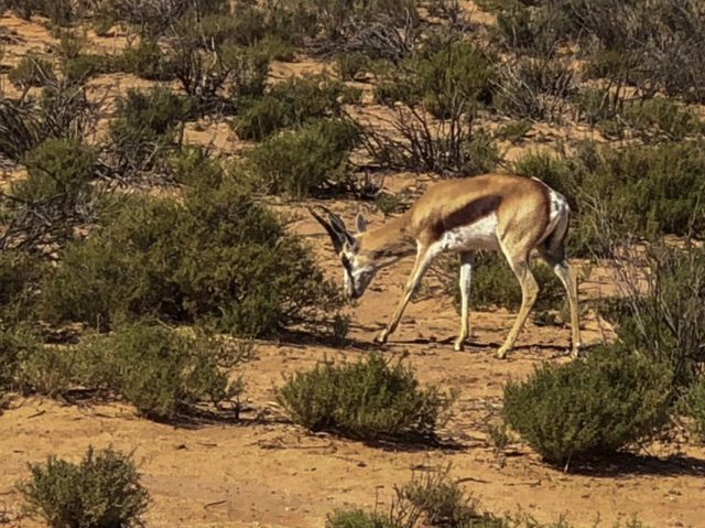 南非-開普敦🇿🇦大遷徙以外看非洲動物的好地方