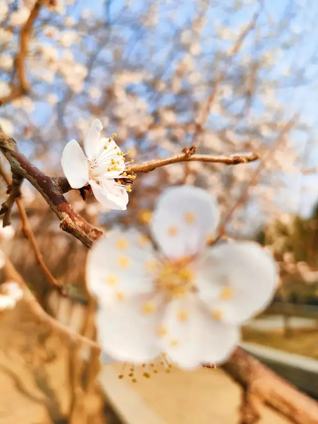 Afternoon Walk in Beijing