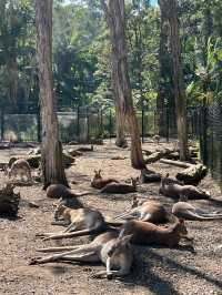 來黃金海岸一定要來抱無尾熊🐨餵袋鼠🦘