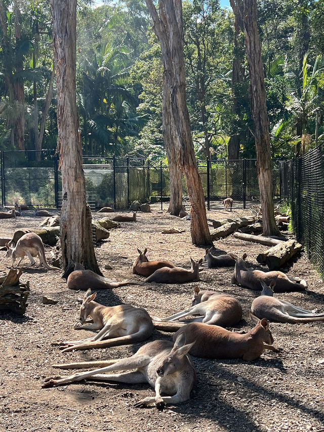 來黃金海岸一定要來抱無尾熊🐨餵袋鼠🦘