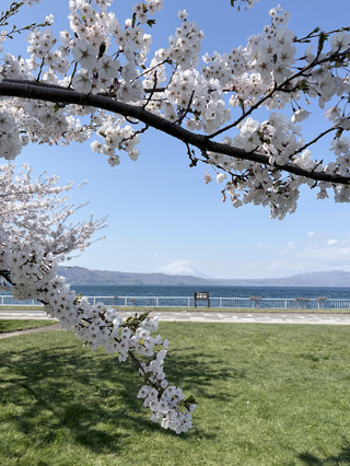 홋카이도의 봄, 도야호의 벚꽃과 설산 풍경 가이드 🌸