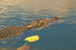 Everglades National Park, Florida.