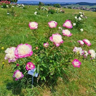 Peony season in June in Bavaria, Germany - free visit - flower viewing in Wiggensbach town
