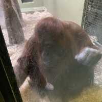 아일랜드 더블린 동물원, Dublin Zoo