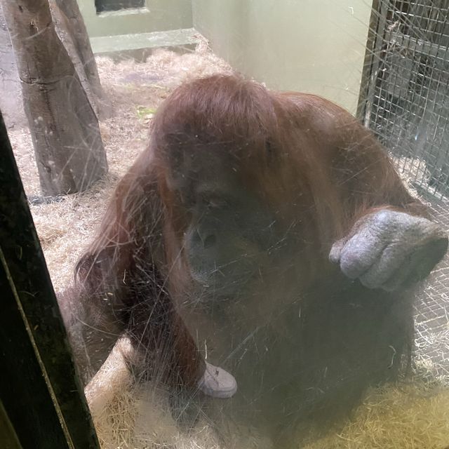 아일랜드 더블린 동물원, Dublin Zoo