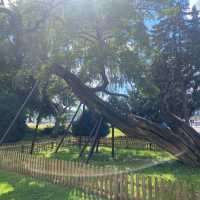 🇭🇺 The Oldest Tree in Budapest🌳