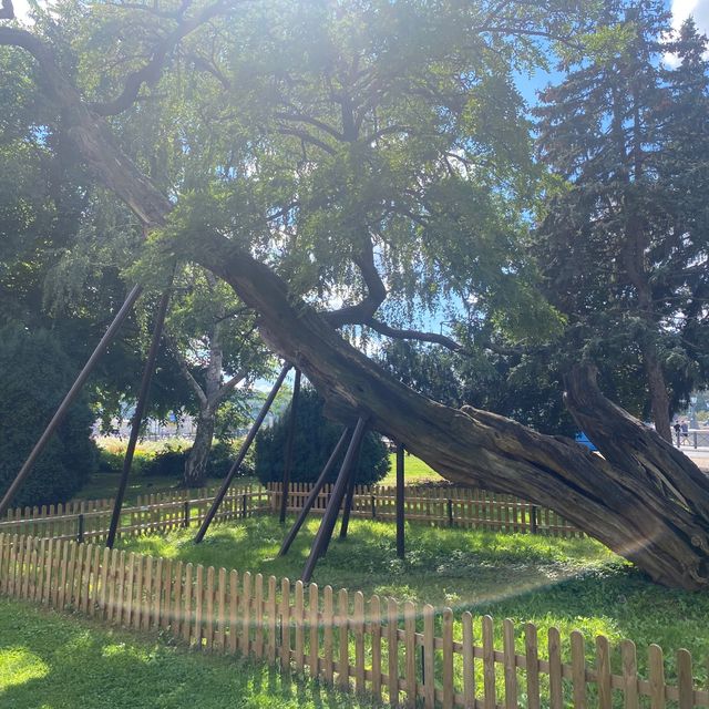 🇭🇺 The Oldest Tree in Budapest🌳