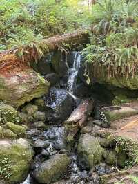 Enchanting Adventures in the Redwood Forest