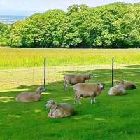🐑羊之丘展望台🐑山頂觀景台看綿羊🐏品嚐鮮羊奶