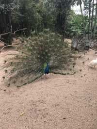 A Wild Adventure Through Nature’s Wonders