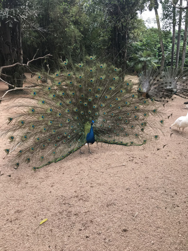 A Wild Adventure Through Nature’s Wonders