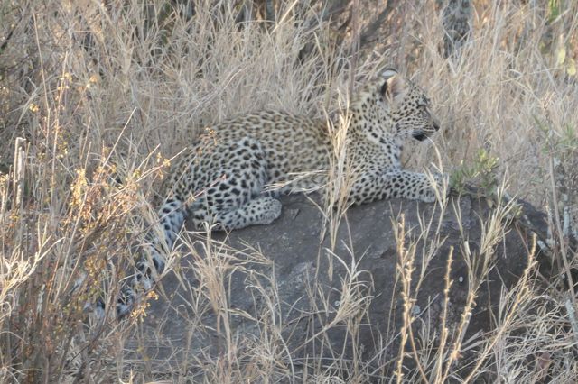 The 2 Days Of The Best Safari Adventure