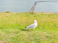 Standing at the Edge of England: The Majestic White Cliffs of Dover