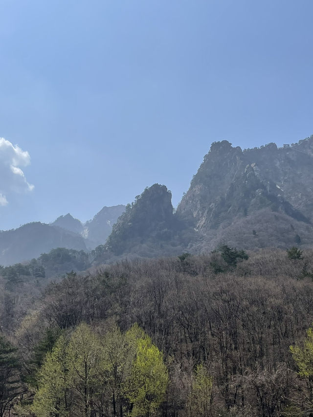 Korea in Bloom: Memories to Last a Lifetime 🇰🇷