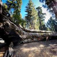 🌲 Land of Giants: Visit the General Sherman Tree 🌲