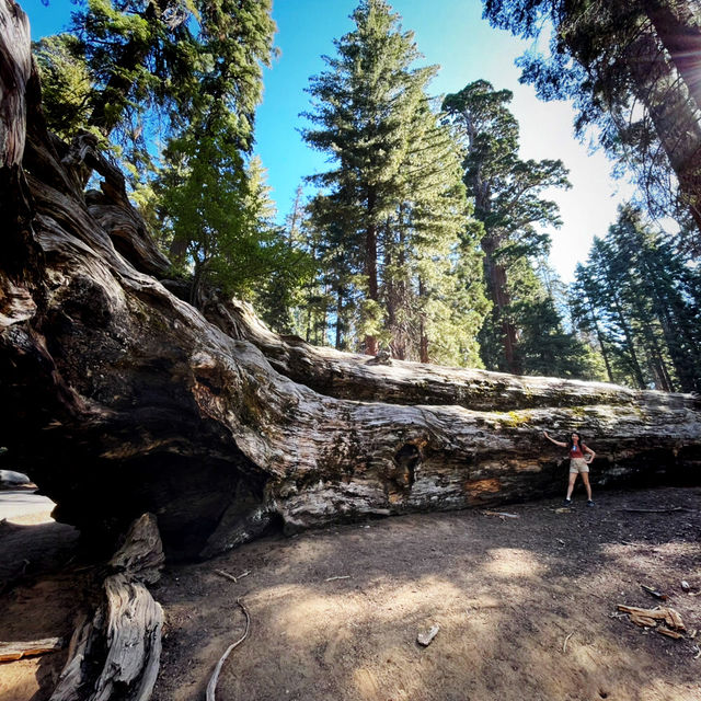 🌲 Land of Giants: Visit the General Sherman Tree 🌲