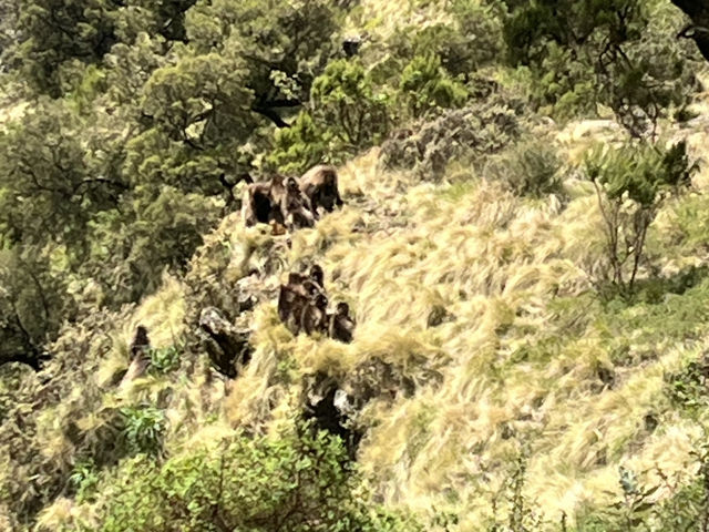 Simien National Park 
