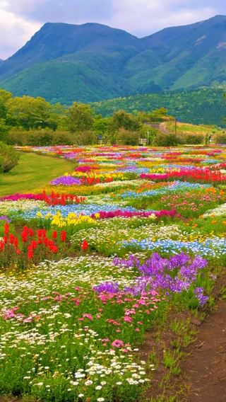 🌸 Kuju Flower Park, Oita – A Kaleidoscope at the Highlands