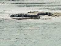 Into the Wild: Exploring Chitwan National Park, Nepal 