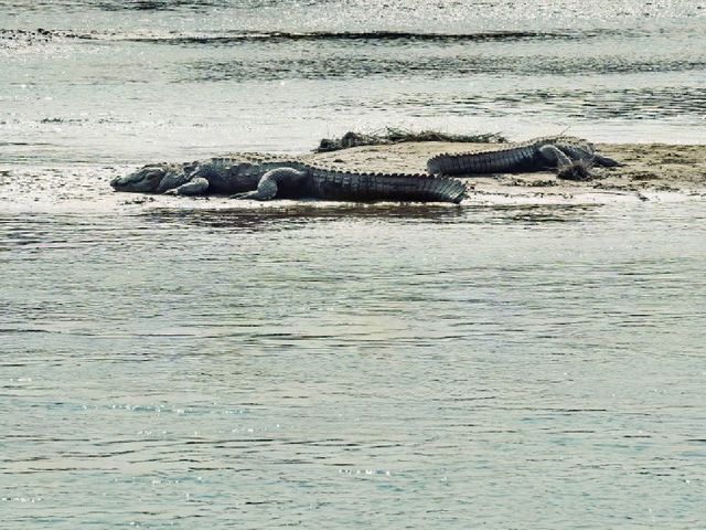 Into the Wild: Exploring Chitwan National Park, Nepal 