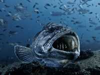 Baja California for Divers – Skip Cabo, Go Deeper 🌊🐠