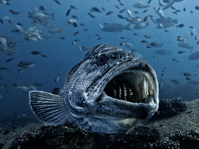 Baja California for Divers – Skip Cabo, Go Deeper 🌊🐠