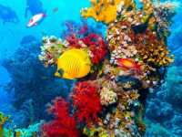 Ras Mohammed National Park, Egypt – Coastal & Coral Magic