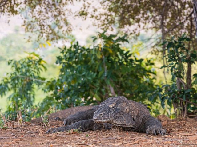 🐉 Komodo National Park – Dragons, Diving & Dramatic Islands